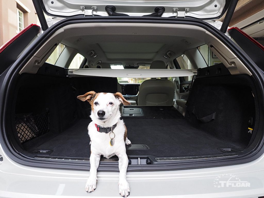 jack russell terrier laying down inside 2019 volvo v60 estate wagon